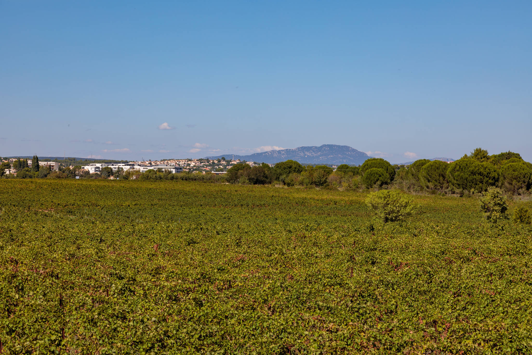 Saint-Georges d'Orques