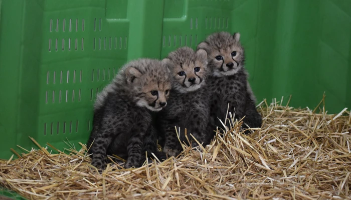 Zoo de Montpellier