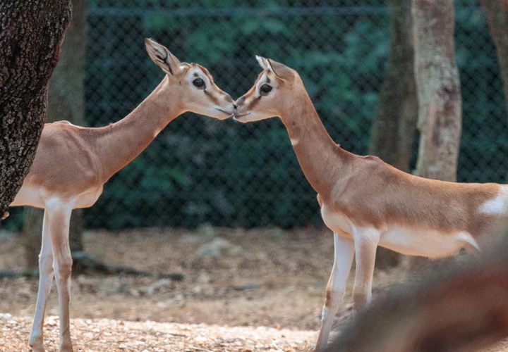 Zoo du lunaret