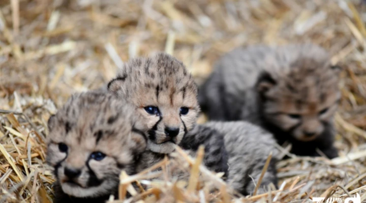 Trois bébés guépards sont nés au zoo de Montpellier