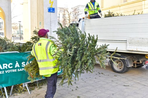 Zéro Déchet : record battu pour la collecte de sapins de noël en 2023 !